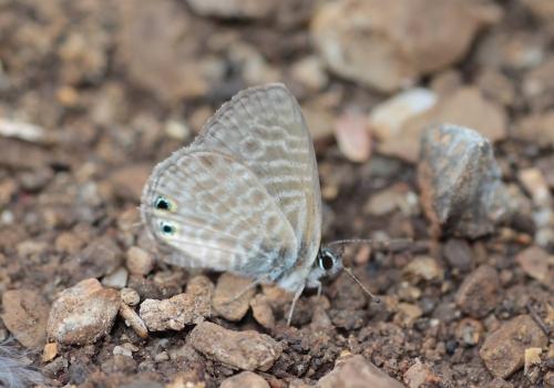 Réf. 240 280 : Leptotes pirithous